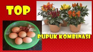 #TIS CUKUP SATU BAHAN UNTUK PUPUK CAIR   PADAT   PESTISIDA CEPAT SAJI  #KEBUNBIBITSAFA