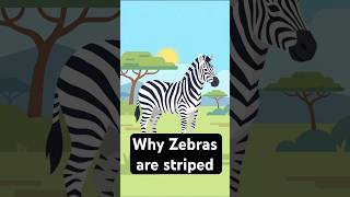 Why Zebras Have Stripes 🦓