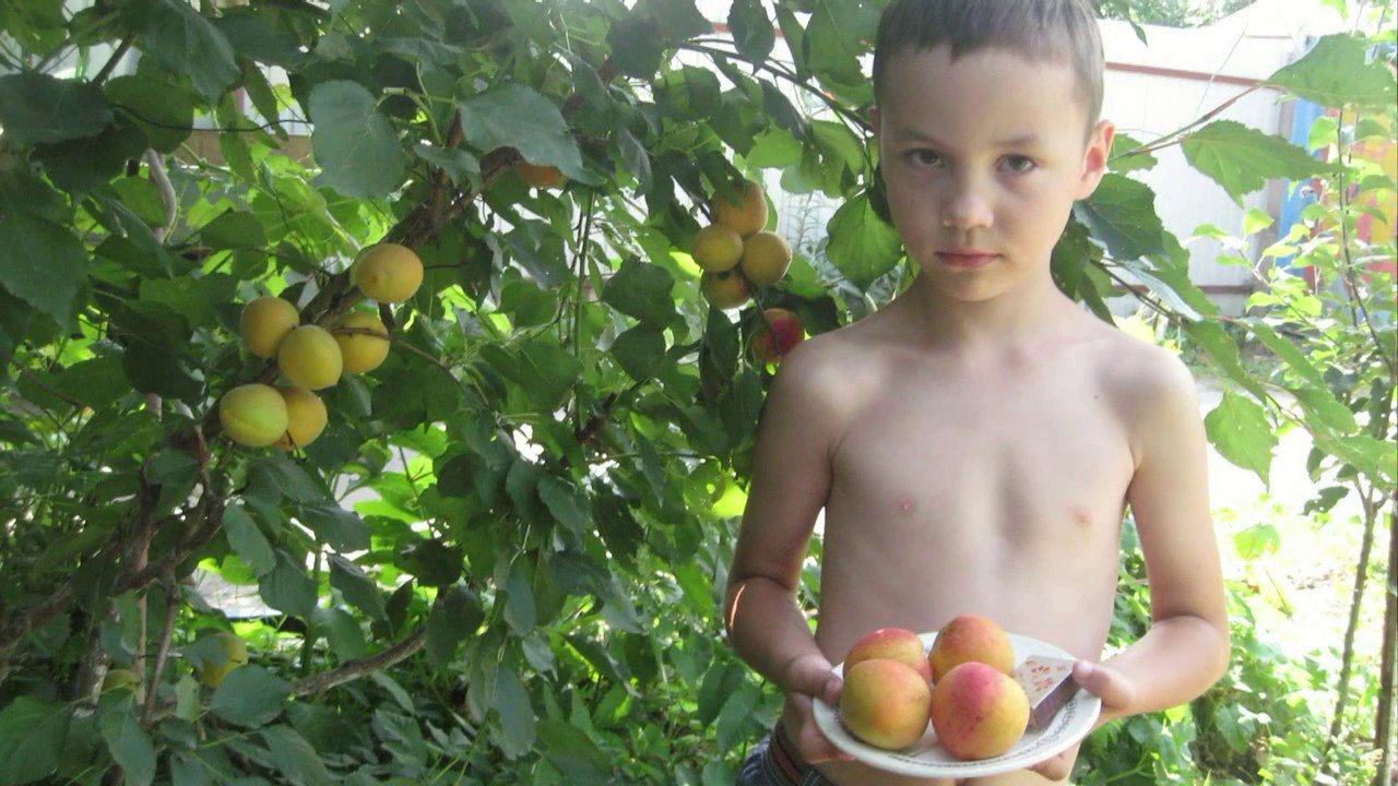 Образец правового заключения по перспективам иска о разделе земельного ...