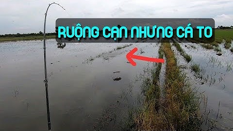 Câu cá lóc đồng mùa lũ (P5) - Đụng độ cá bự. Thợ săn cá lóc.