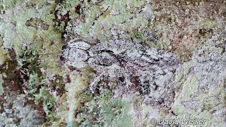 Camouflage Praying Mantis Attacked by Fearless Ants