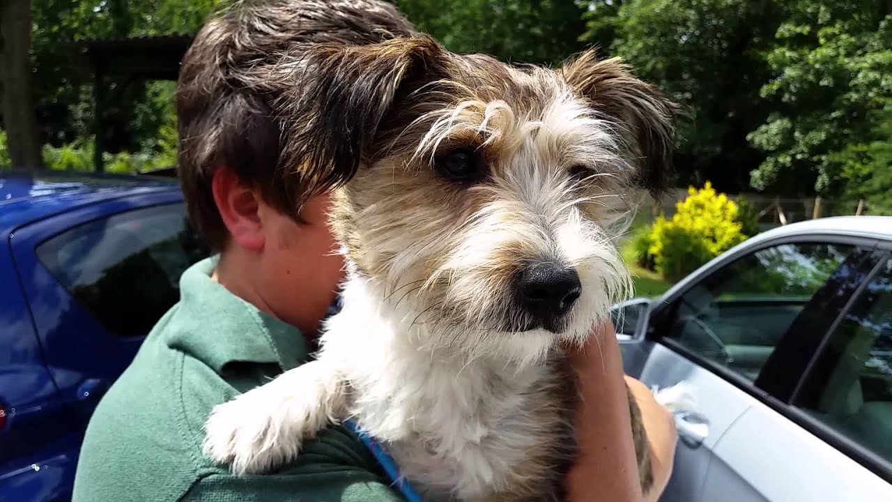Harvey Needs a Home Binfield Dog Rescue, Berks YouTube