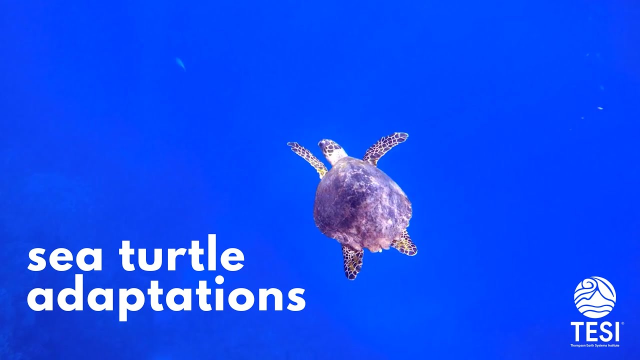 Sea Turtle Adaptations - YouTube
