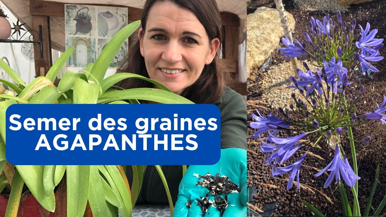 Sitemapcdatahttpsmodeinf Inetcomrecuperer Graines Agapanthes