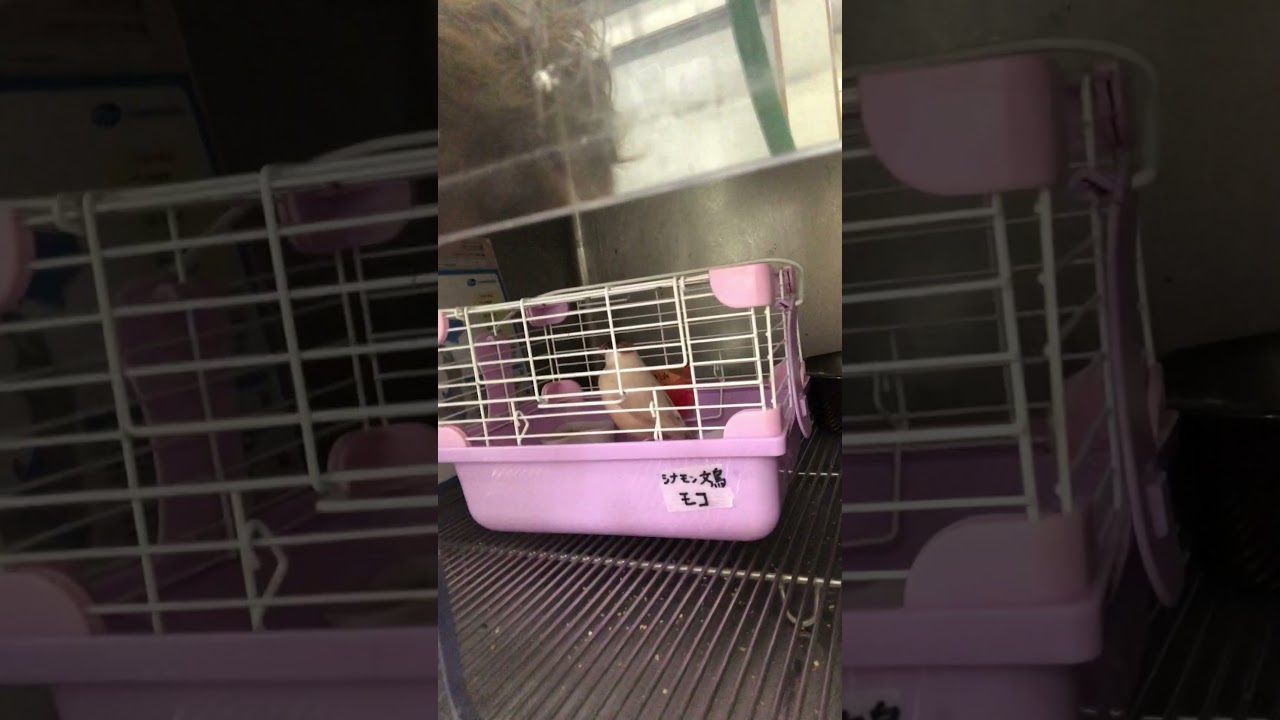 ⑶シナモン文鳥のモコちゃんの治療