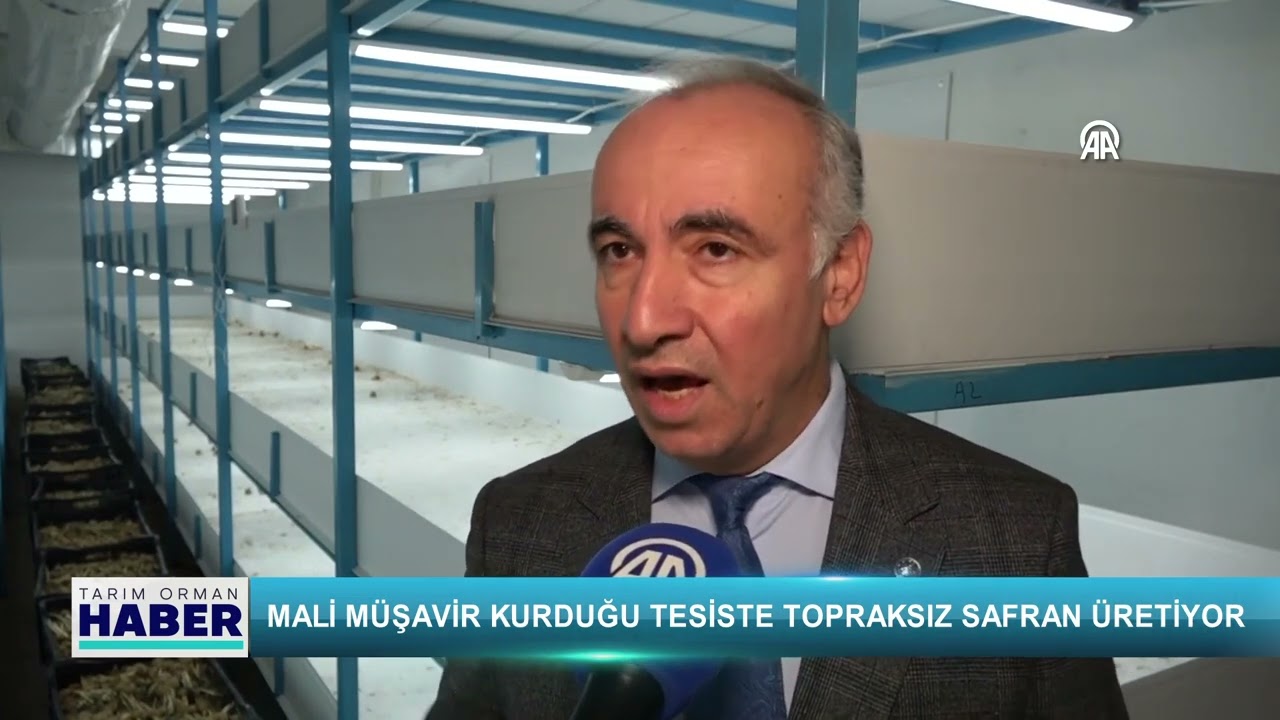 Mali müşavir kurduğu tesiste topraksız safran üretiyor