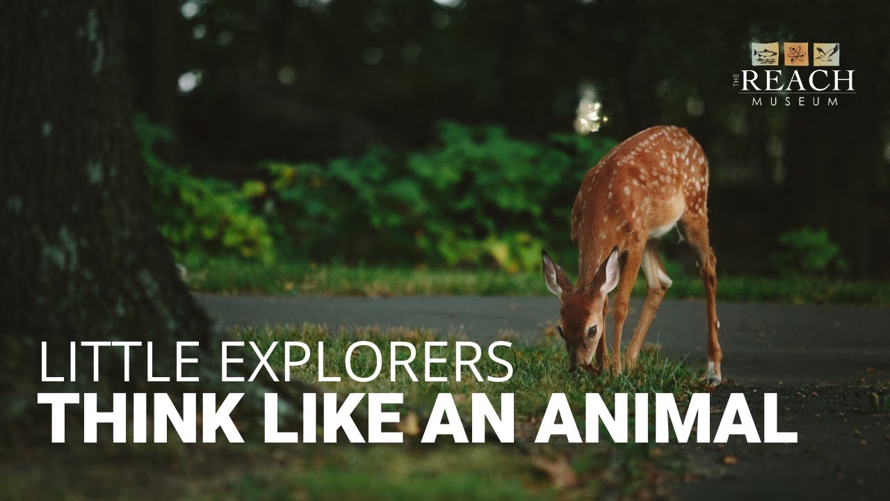 Little Explorers: Think Like An Animal
