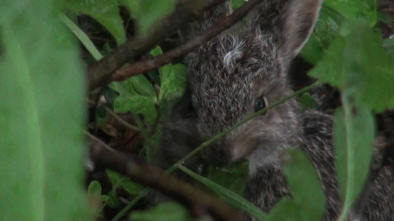 A Leveret or Baby Snowshoe Hare in HD YouTube