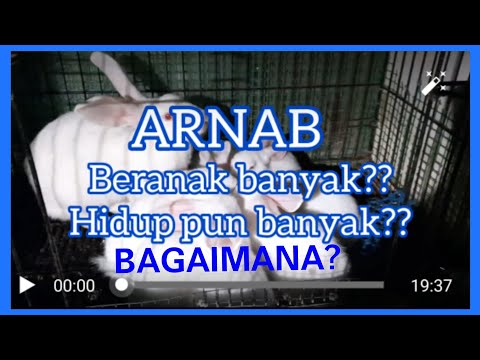 Video: Bagaimana Arnab Berlaku