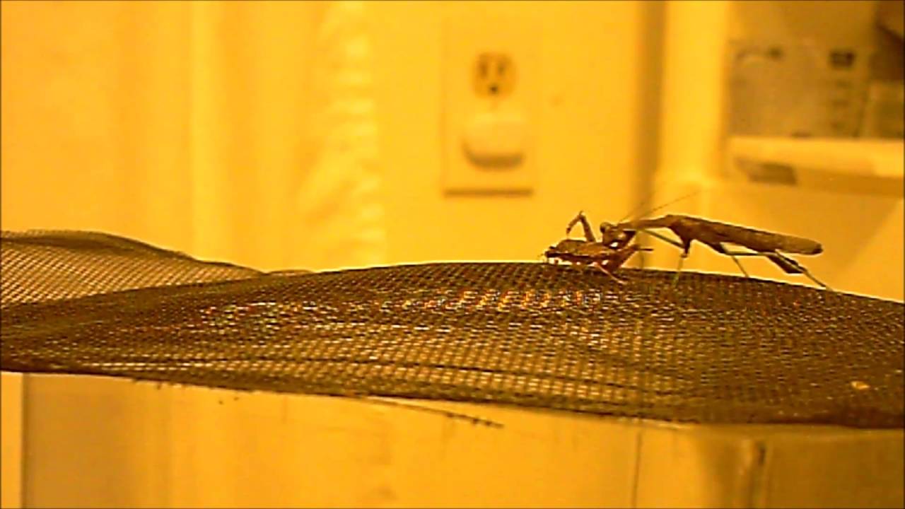 Male Carolina mantis vs brown marmorated stink bug (stink wins) - YouTube