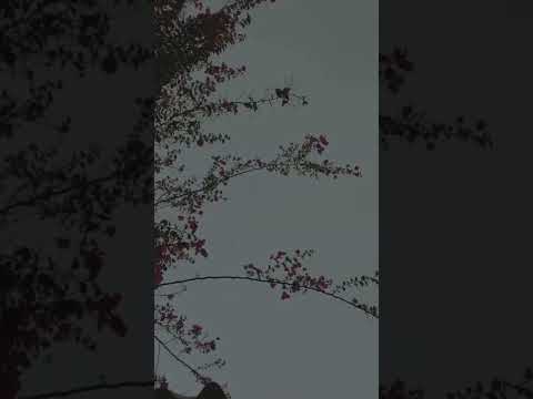 ما علمك صوت المطر كيف احتريك عبدالمجيد عبدالله