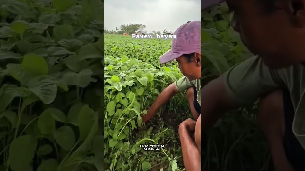 panen bayam #shorts #budidayatanaman #berkebun #petani #sayuran #bayam #viral #garden #harvest