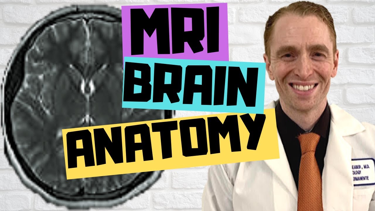 Анатомия мозга по данным МРТ: объяснение невролога