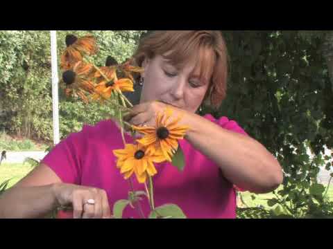 วีดีโอ: สวนดอกไม้. Rudbeckia: ประเภท, ภาพถ่าย, การปลูกและการดูแล