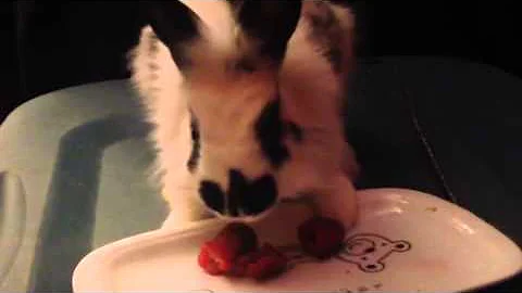 Bunny eating raspberry first time