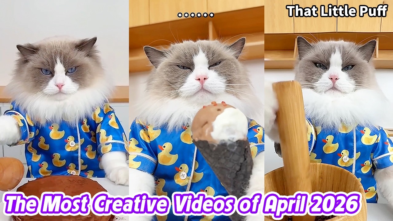 🐱The Most Creative Videos of April 2026 | That Little Puff