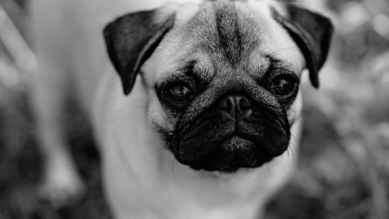 Introducing Your Pug to a Cat A Guide to Ensuring a Smooth Transition