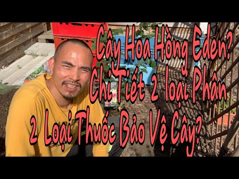 C214 TRỒNG CÂY HOA HỒNG EDEN-CHI TIẾT 2 LOẠI PHÂN? 2 LOẠI THUỐC BẢO VỆ CÂY TRỒNG?😊Vườn Hùng Anh Cz.