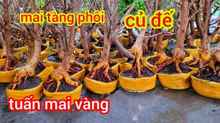 31/5/☎  0335229639 tuấn mai vàng live mai giảo thủ đức tàng phôi củ đế giá phải chăng