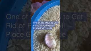 Ways to Remove Rice Weevil in Rice by placing Garlic #shorts #ytshorts #rice