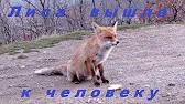 ОТКРЫВАЮ КРЫМ Shubenkina Elena
