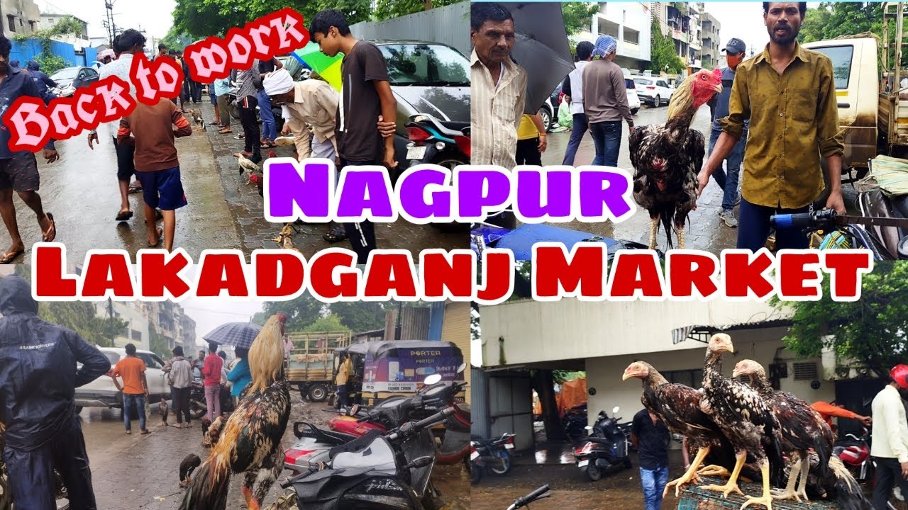 Nagpur Lakadganj Market | Murga Market Collection | Pets Vlogs