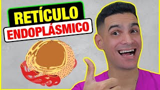 🟢 RETÍCULO ENDOPLÁSMICO, la explicación más detallada (FISIOLOGÍA CELULAR).