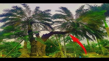 Cây Thiên Tuế Hiếm Có Của Anh Bình Bonsai Đất Cảng