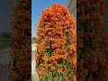 Flame Vine Flame Vine Short Flower Plant 