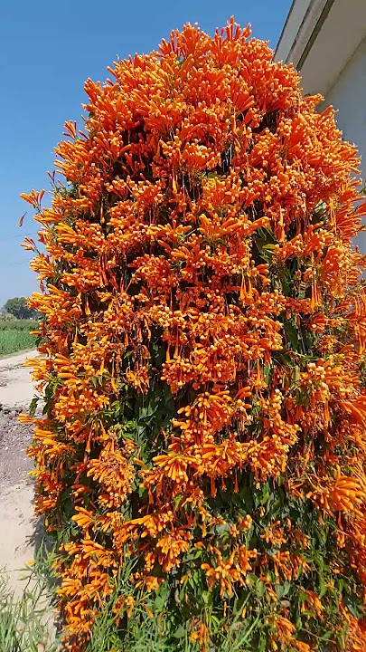 Flame vine #flame vine#short#flower#plant