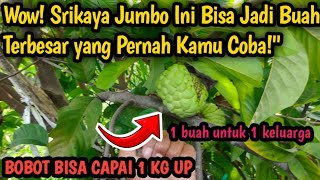 Keunggulan & Kekurangan Srikaya Jumbo: Rasa, Perawatan, dan Tips Budidaya 🍈🌿