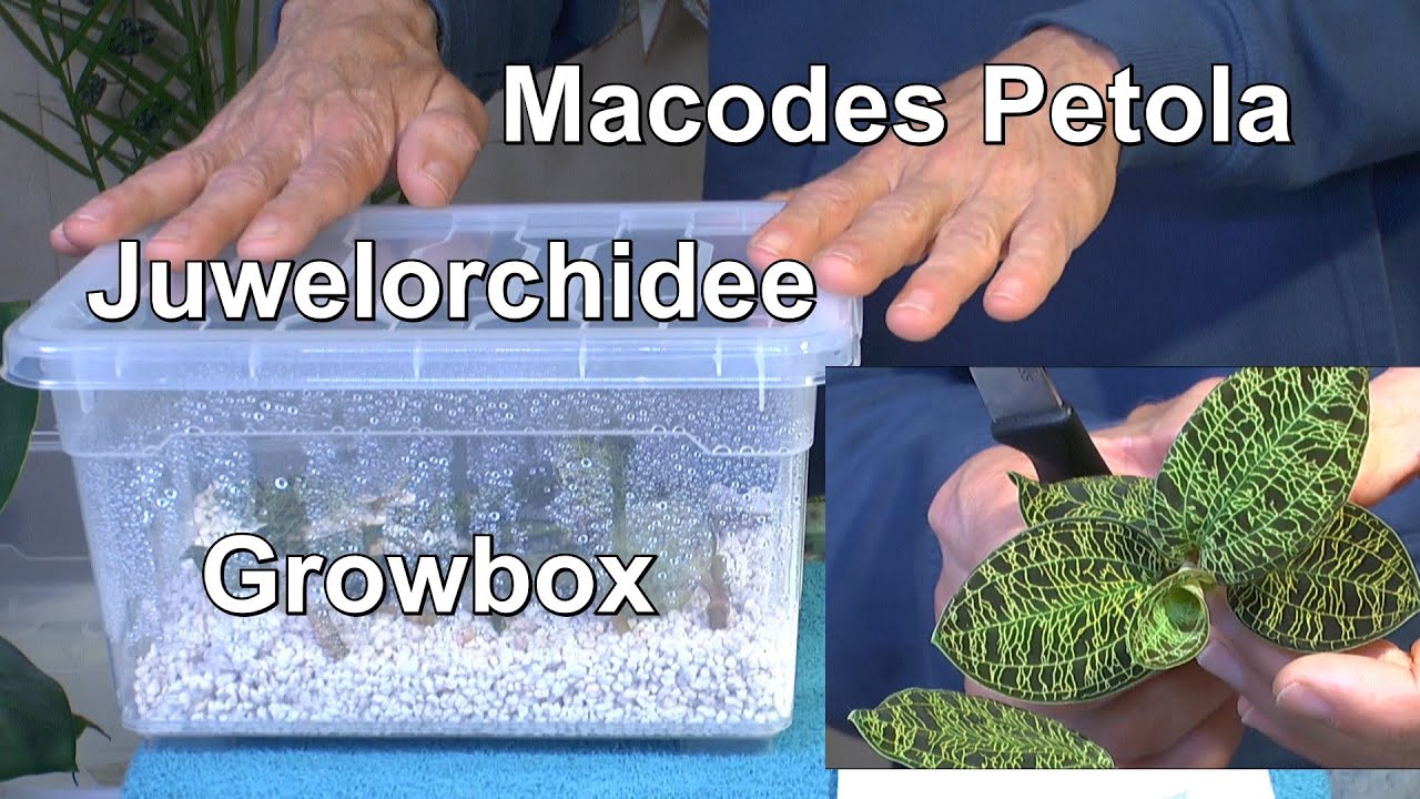 Orchideen Juwel Growbox Wie vermehren und pflegen Juwelorchideen Macodes Petola