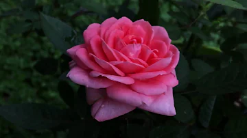 Роза. история цветка.🌹