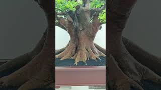 #inspirasi bonsai beringin elegan monster #membuat bonsai harus belajar dari
