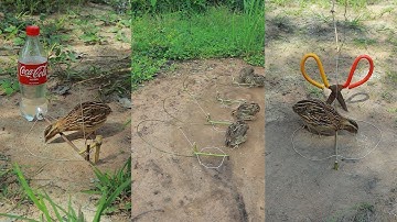 Creative Unique Quick Quail Trap Using Bottle And Woods - Bird Trap Working 100%