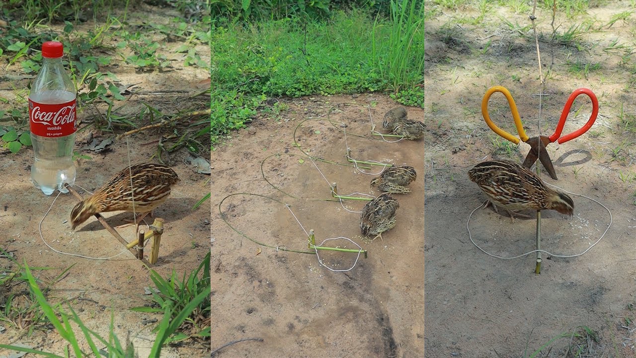 Creative Unique Quick Quail Trap Using Bottle And Woods - Bird Trap Working 100%