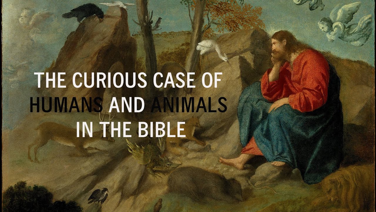 The curious case of humans and animals in the bible youtube