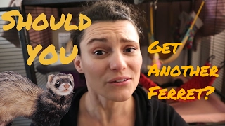 ... a question that is on lot of ferret owners minds. at some stage or
another we will all wonder if getting a...