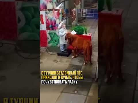 В Турции бездомный пёс приходит к кукле, чтобы почувствовать ласку