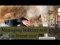 Managing milking and a nurse cow