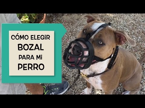 Video: Cómo Elegir Un Bozal Para Tu Perro