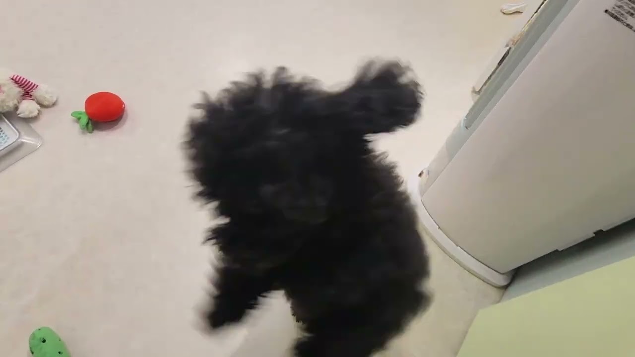 HARMAN - ハーマン■1950年～1960年代頃/Poodle /プードル■HERMANN ハーマン□1950年～1960年代頃/Poodle /プードル□HERMANN