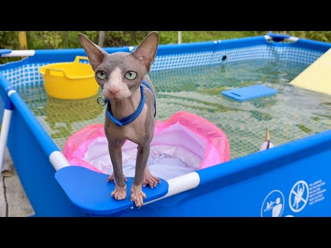 видео: Кот плавает на Водной ГОРКЕ в бассейне 😻 Кот Миллион