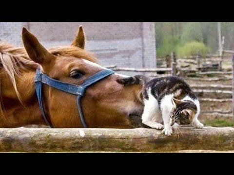 top-unbelievable-funny-animals!-moments-that-will-make-you-laugh!