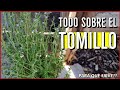 Ya no pierdas más TOMILLO | Quieres tener un TOMILLO bellísimo | Sigue estos Consejos