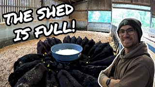 120 CALVES ON MILK! THE FULL FEEDING ROUTINE!
