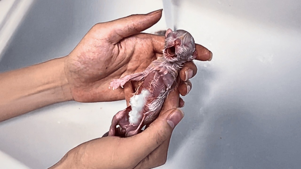 Бездомная кошка с трудом родила котёнка без признаков жизни, девочка спасла его — и он ожил чудом.