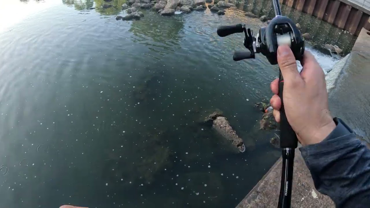 4K Bass Fishing USA Largemouth Bass Alligator Shimano Metanium DC  Megabass KSK BAITS アメリカでバス釣り