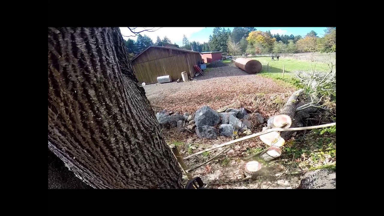 CUTTING DOWN MAPLE TREE YouTube