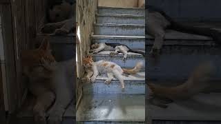 🐱🐭🫶🐈💗 #video #nature #nature #lifeisbutadream #lifeisbutadream #colonelkkjϟ #love #reels #fruit